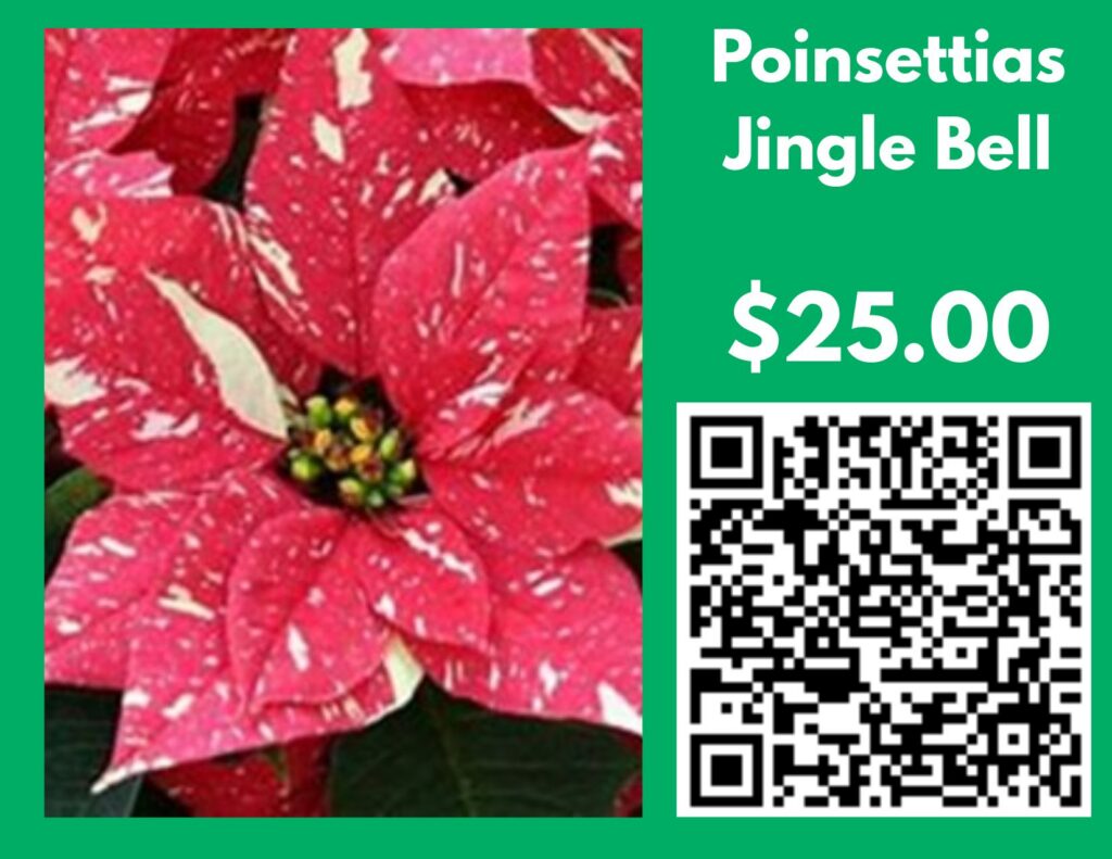 Red and cream speckled Jingle Bell poinsettia. Flyer lists $25 and a QR code.