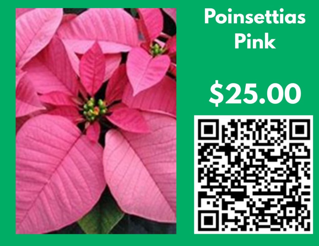 Pink poinsettia. Flyer lists $25 and a QR code.