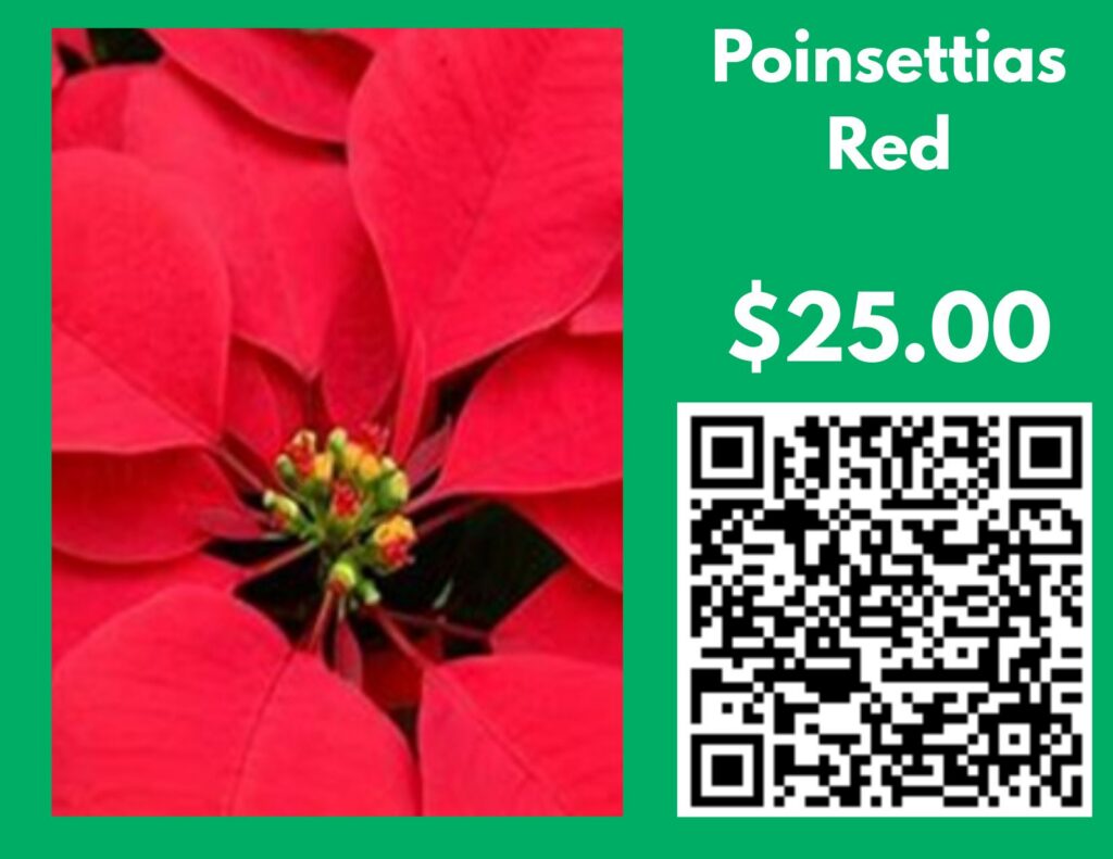 Red poinsettia. Flyer lists $25 and a QR code.