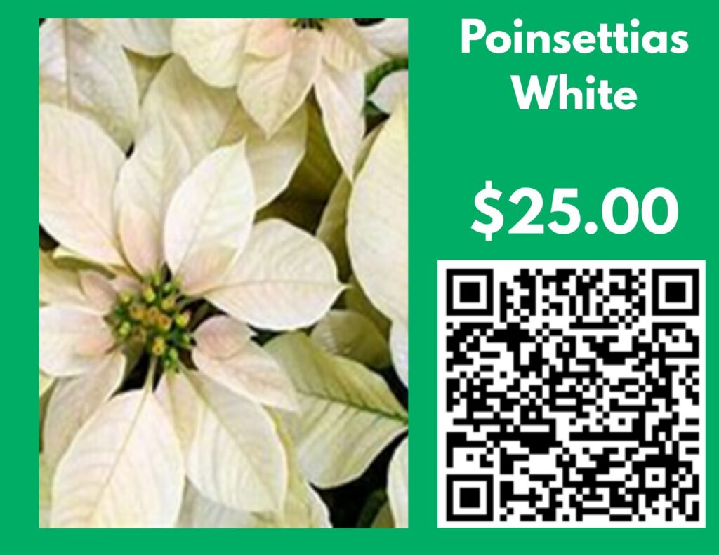 White poinsettia. Flyer lists $25 and a QR code.